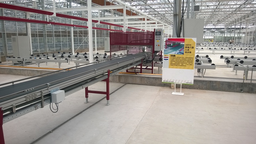 穴盘跳移设备及传送带-上海项目