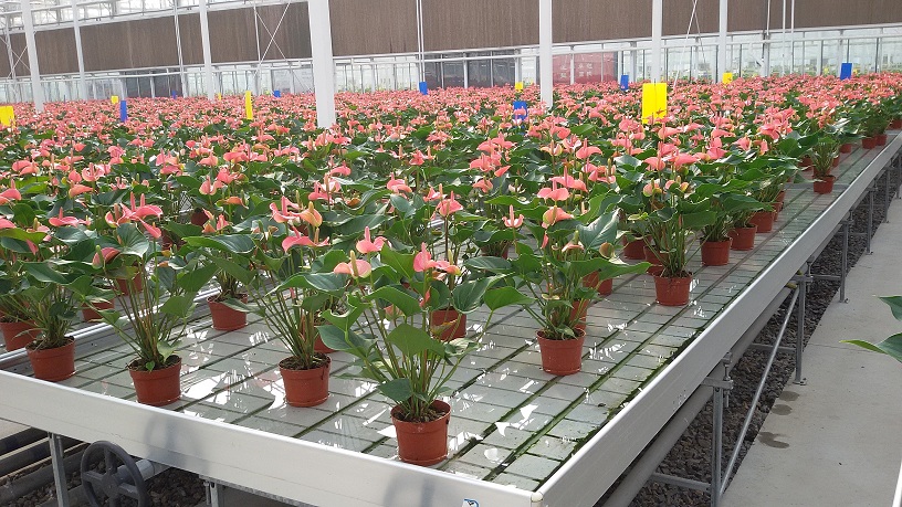 华农河南项目2-潮汐苗床